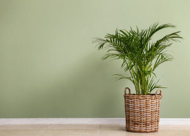 areca(2).png