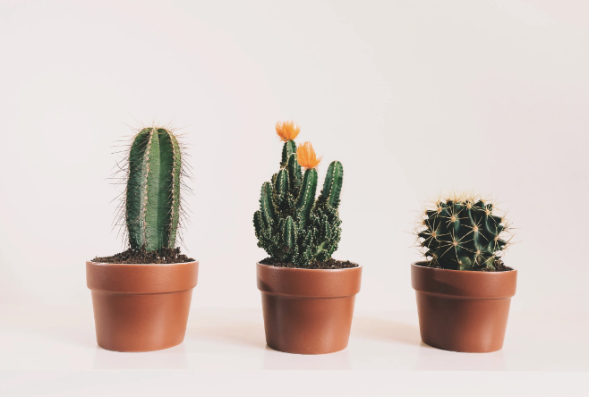 cactus(1).png