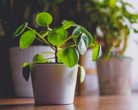 chinese-plant(2).png