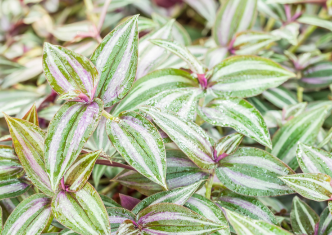 inch-plant(2).png