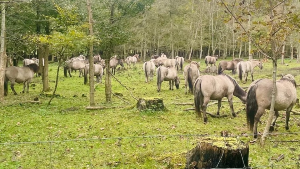 paarden(2).png