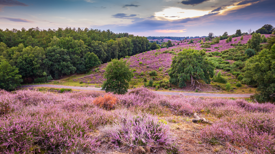 veluwe(1).png