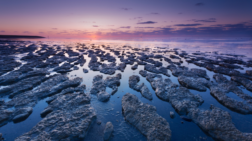 wadden(2).png